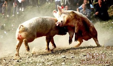梦见猪打架
