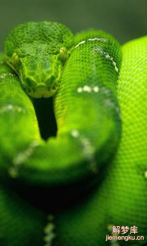 梦见家里有一条小绿蛇