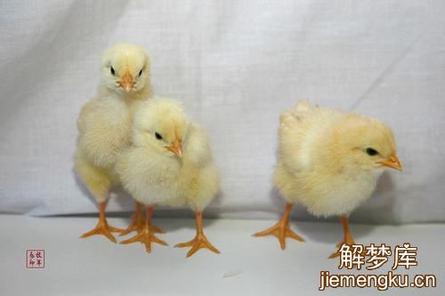 梦见三只鸡