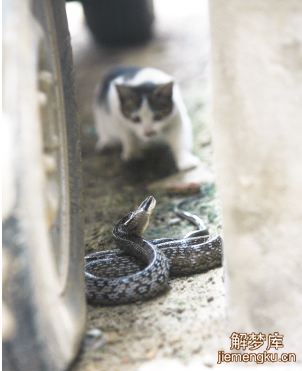 梦见蛇和猫